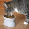 Topsats Kitty City Raised Cat Food Bowl Collection/Stress Free Pet Feeder and Waterer and Slow Feed Bowls