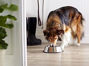 Amazon Basics Pet Food and Water bowl for dogs, cats, pets