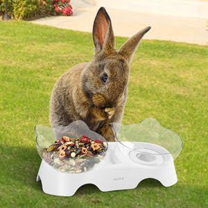 Pet Feeding Bowl for Cats and Small Dogs 